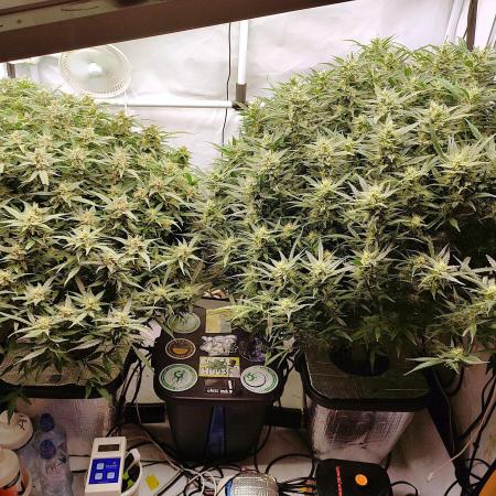 RDWC - Super Boof Auto + Z-Up Auto