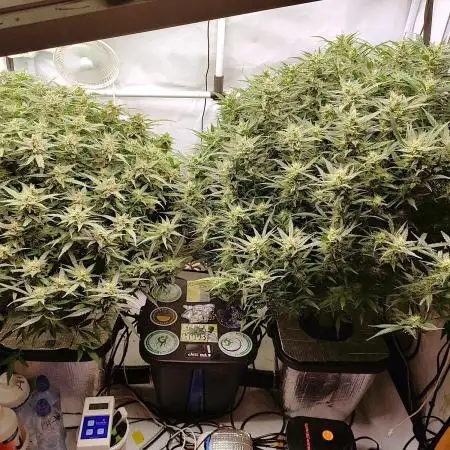 RDWC - Super Boof Auto + Z-Up Auto