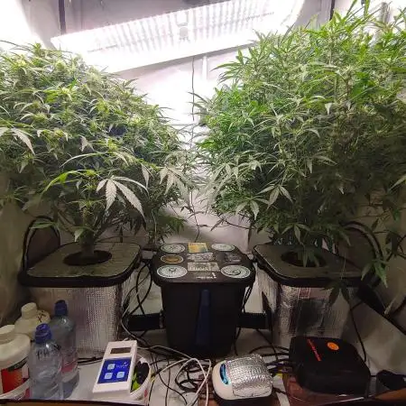 RDWC - Super Boof Auto + Z-Up Auto