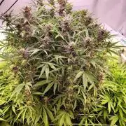 RDWC - Banana Purple Punch