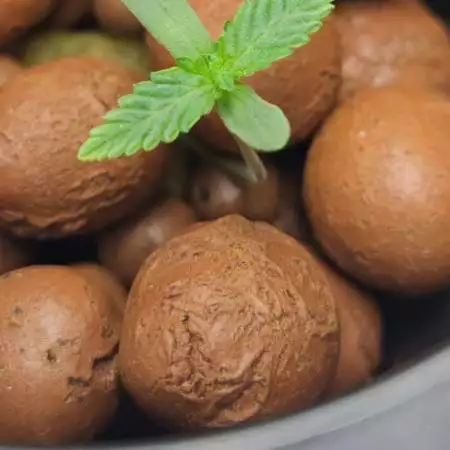 Strawberry OG Cookies X Strawberry OG IB