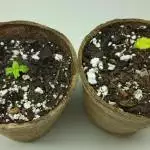 Kushie Kush and Cheese