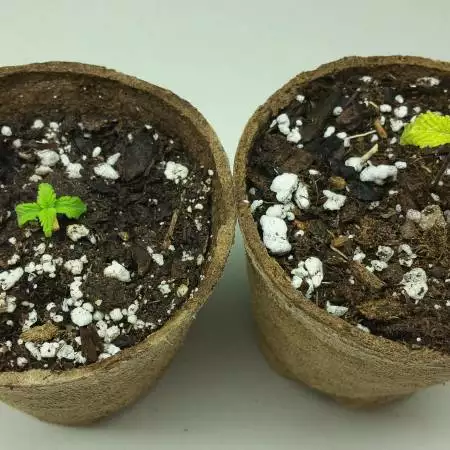 Kushie Kush and Cheese