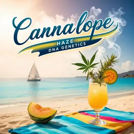 Cannalope Haze Indoor