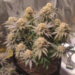 Super Lemon Haze/acapulco gold