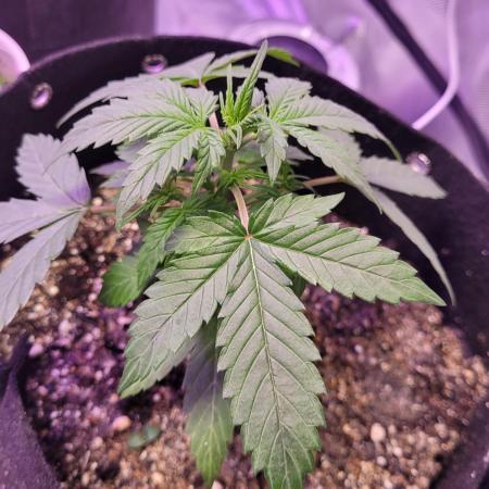 Super Natural Seeds Galactic Grape