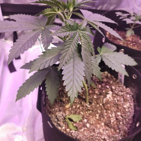 My First Grow