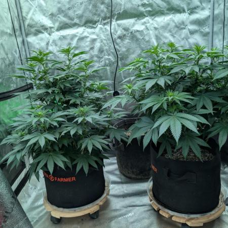 Green Poison & White Widow