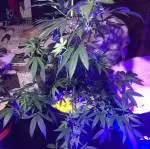 First grow 
