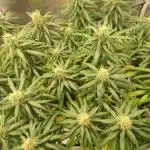 Mango Kush Insanity
