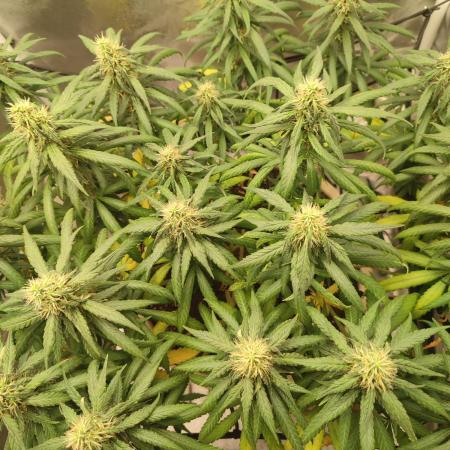 Mango Kush Insanity
