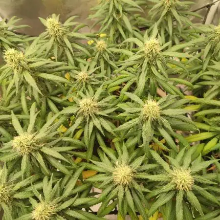 Mango Kush Insanity