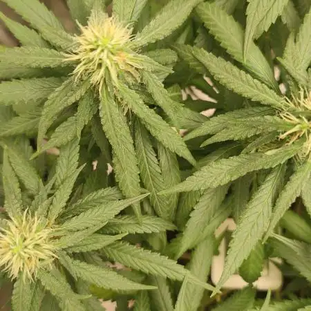 Mango Kush Insanity