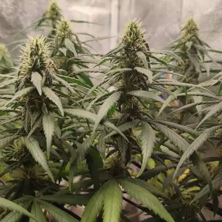 Mango Kush Insanity