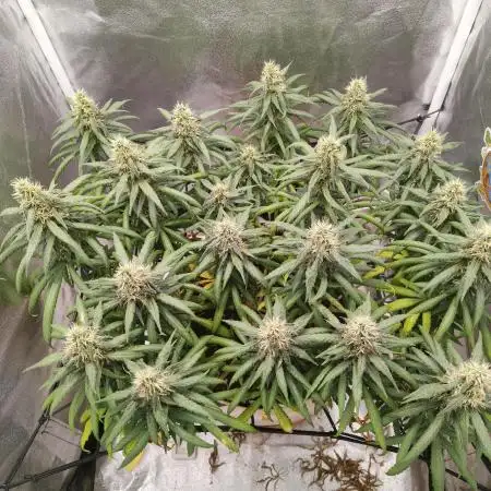 Mango Kush Insanity