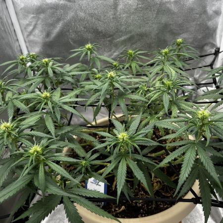 Mango Kush Insanity