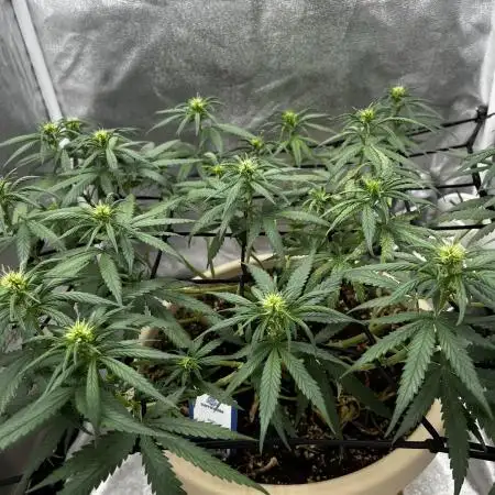 Mango Kush Insanity