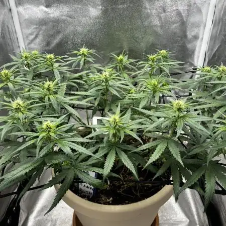 Mango Kush Insanity