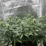 Mango Kush Insanity
