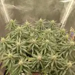 Mango Kush Insanity