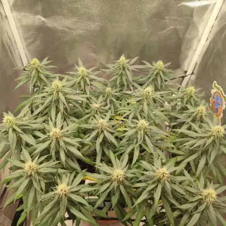 Mango Kush Insanity
