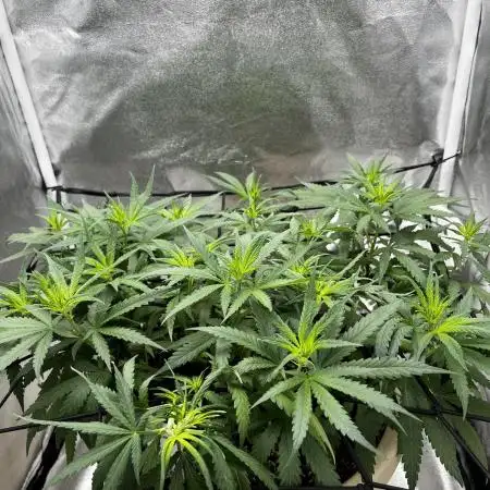 Mango Kush Insanity