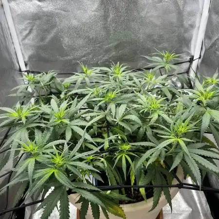 Mango Kush Insanity