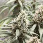 Mango Kush Insanity