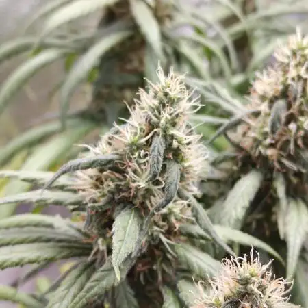 Mango Kush Insanity