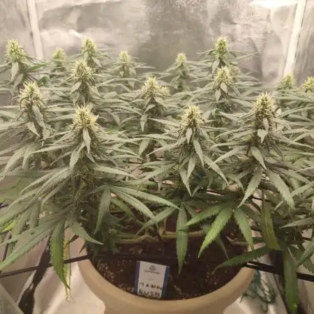 Mango Kush Insanity
