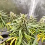 Mango Kush Insanity