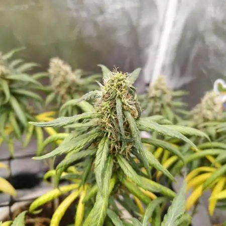 Mango Kush Insanity