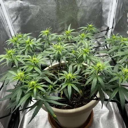 Mango Kush Insanity
