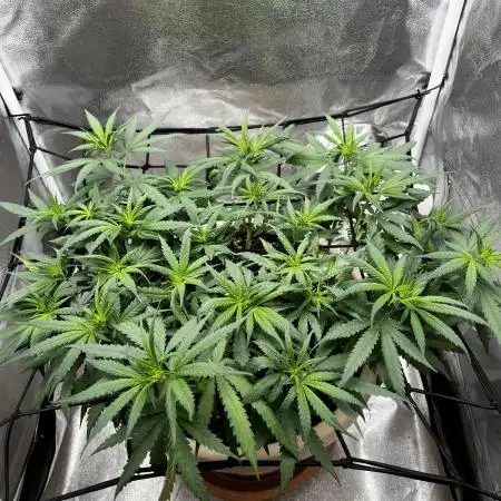 Mango Kush Insanity