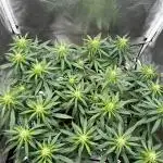 Mango Kush Insanity