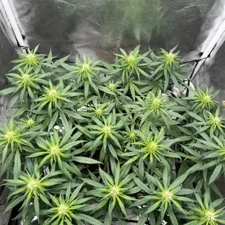 Mango Kush Insanity