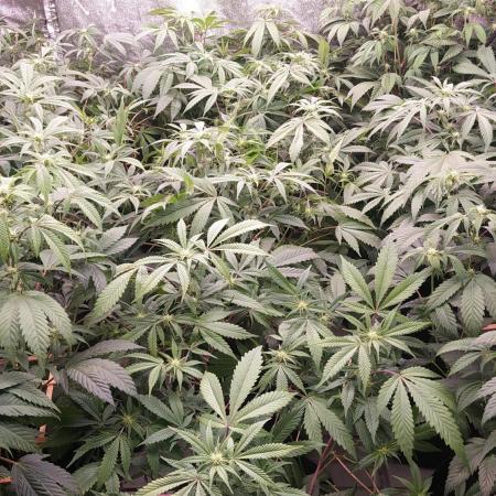 Lowpak's Black Orchid #2
