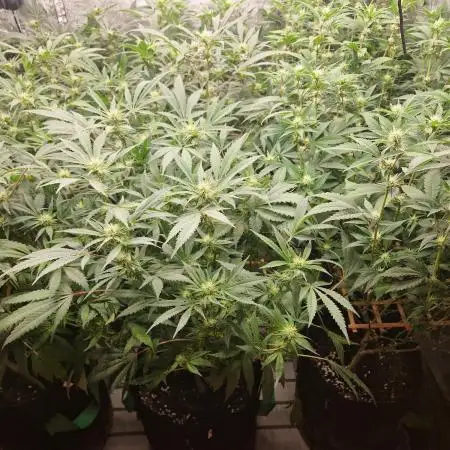 Lowpak's Black Orchid #3