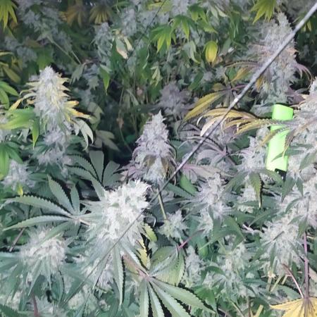 Lowpak's Black Orchid #1