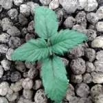 Girl Scout cookies citizen clu 058 