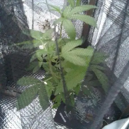 Fail outdoor