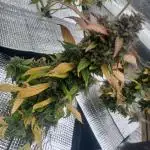 CBD 20:1 Auto