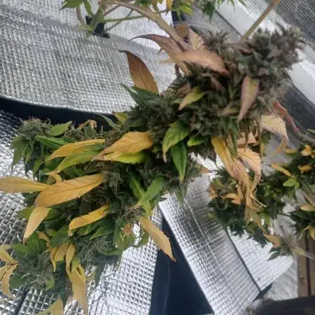 CBD 20:1 Auto