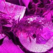 Poison Envy feminized I