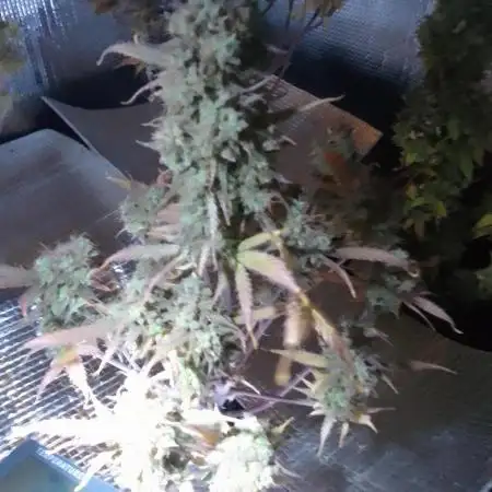 Sour Jealousy Auto