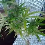 White Widow XXL Auto I