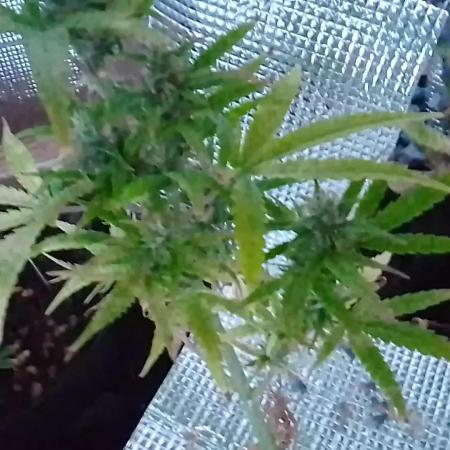 White Widow XXL Auto I