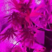 Royal Domina Feminized