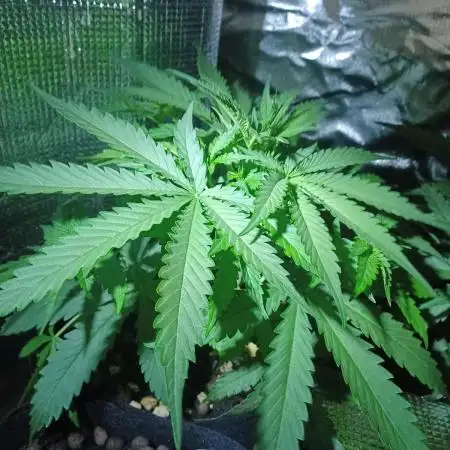 Original Sour Diesel Auto
