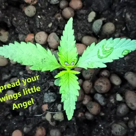 Big Cheese Auto IV